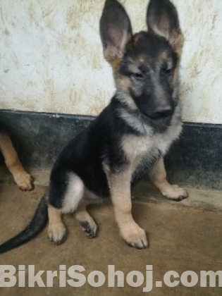 German Shepherd puppy